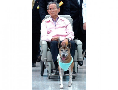 thai man faces up to 37 years in prison for insulting king s dog