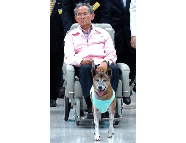 file photo taken on february 27 2010 shows thai king bhumibol adulyadej holding the leash of his dog while sitting in a wheelchair at a hospital in bangkok photo afp