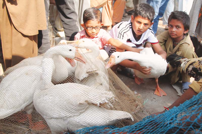 young bird enthusiasts gather around a flock of geese on sale photo aysha saleem