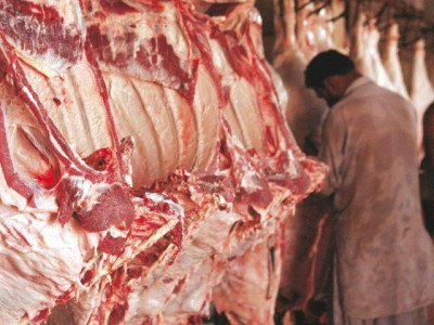 illegal abattoir allegedly slaughtering sick animals illegal abattoir allegedly slaughtering sick animals