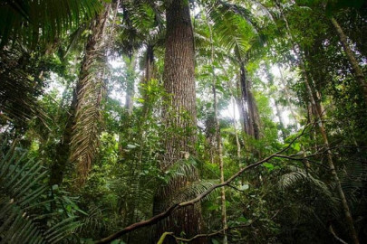 canadian man kills brit in psychedelic ceremony in peru s amazon canadian man kills brit in psychedelic ceremony in peru s amazon