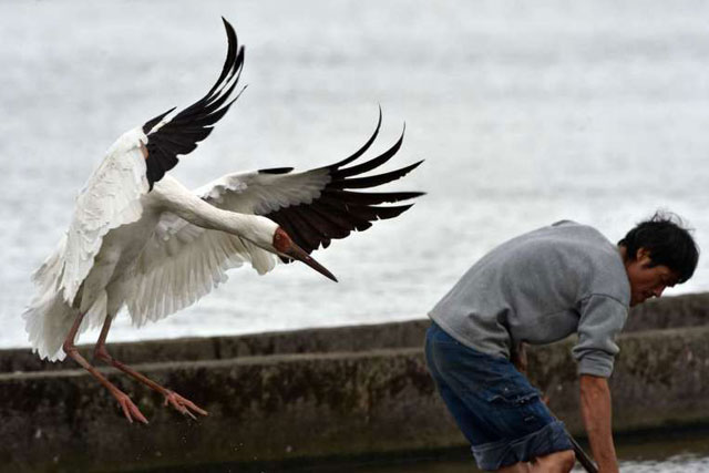 the beautiful white bird had made wetlands in northern taiwan its home for almost a year since last december photo afp file