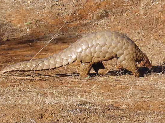 wildlife experts have warned citizens to avoid catching such animals without the help of experts photo sandip kumar