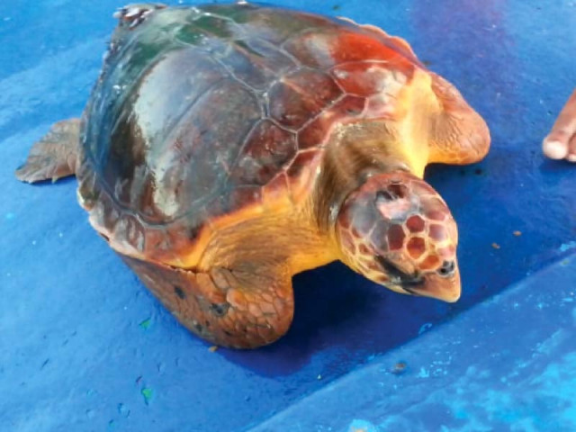 the loggerhead turtle was said to weigh around 30kg photo courtesy wwf pakistan the loggerhead turtle was said to weigh around 30kg photo courtesy wwf pakistan
