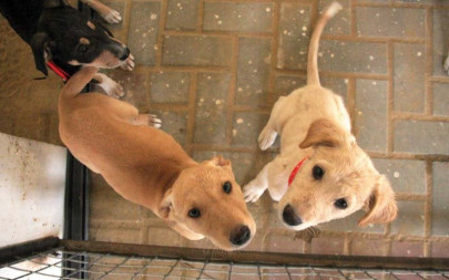 acp hosts flood relief musical show