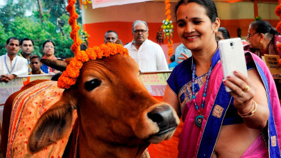 selfie with cow contest held in india selfie with cow contest held in india