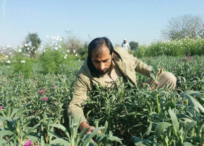 citrus export board to churn out fresh ideas