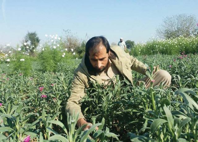 photo hidayat khan photo hidayat khan