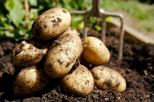 photo foodnavigator photo foodnavigator