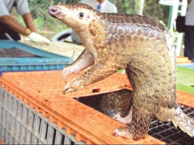 saving the most trafficked mammal one pangolin at a time saving the most trafficked mammal one pangolin at a time