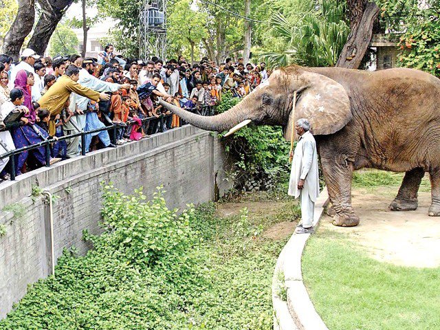 minister asks officials to pay more attention to adopt an animal programme photo shahbaz malik express