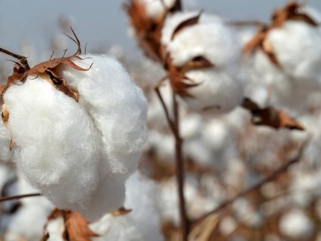 pcga chairman demands immediate bailout for textile industry photo file