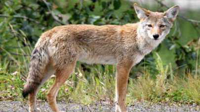 coyote stopped at security checkpoint at south carolina airport coyote stopped at security checkpoint at south carolina airport