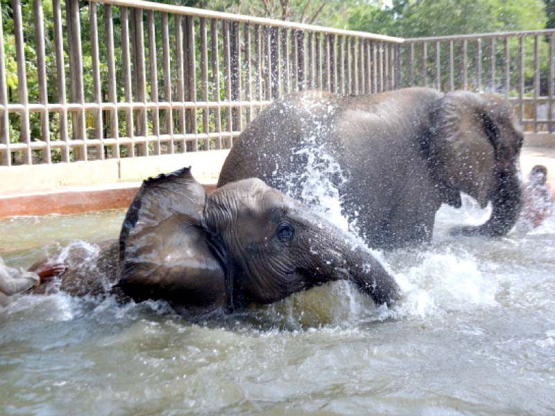 zoo workers give a bath to the elephants at the karachi zoo on an extremely hot afternoon on friday photo jalal qureshi express