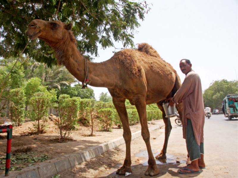 experts say that existing population of camels in pakistan is around one million and the number is decreasing due to the diminishing use of the animal photo file