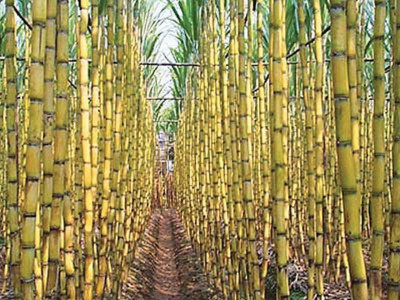centre gives go ahead for action against sugar cartel centre gives go ahead for action against sugar cartel