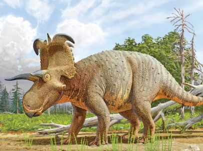 dinosaur discovered with horns like loki s weapons dinosaur discovered with horns like loki s weapons