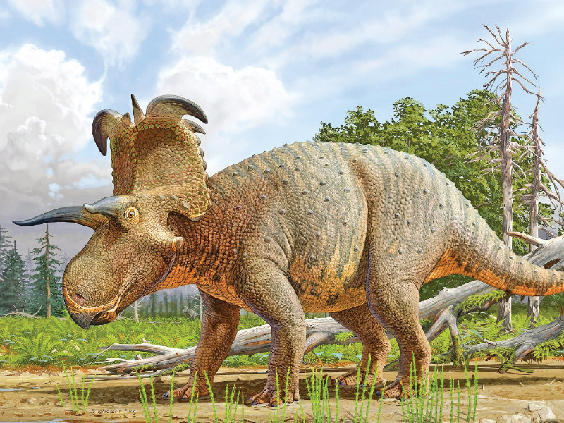 the horns on the lokiceratops rangiformis are reminiscent of the weapons wielded by the norse trickster god loki photo file