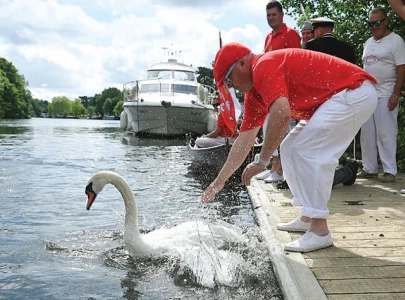 swan upping ceremony returns to uk s river thames swan upping ceremony returns to uk s river thames