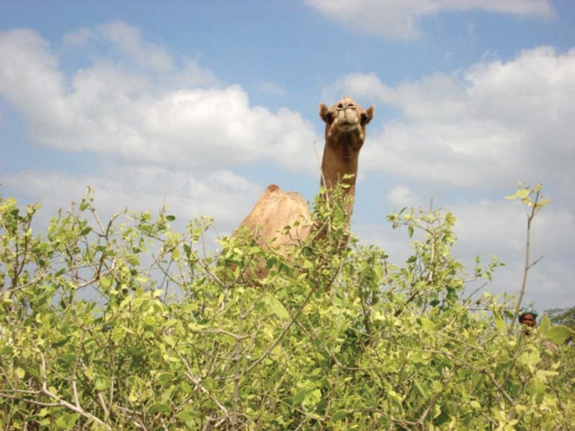 the salvadora persica is the main form of camel feed and tribes in sindh s coastal belt often rely on camel breeding as a source of livelihood photo express the salvadora persica is the main form of camel feed and tribes in sindh s coastal belt often rely on camel breeding as a source of livelihood photo express