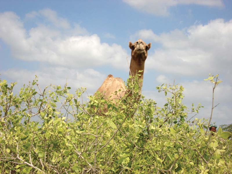 the salvadora persica is the main form of camel feed and tribes in sindh s coastal belt often rely on camel breeding as a source of livelihood photo express