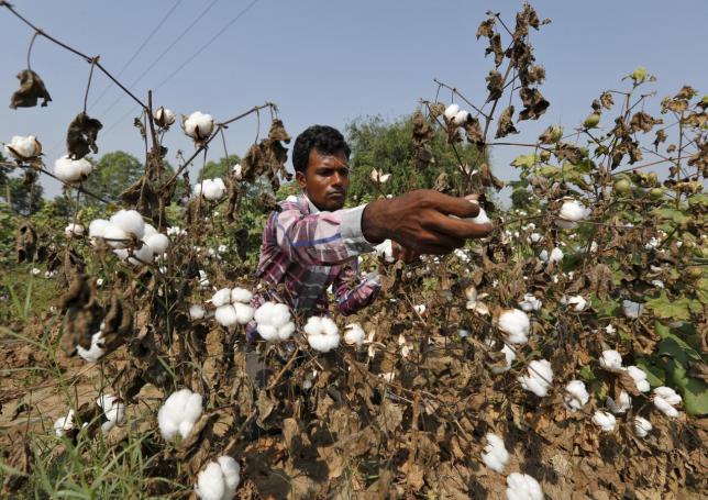 a farmer harvests cotton in his field at nani kadi village in gujarat india photo reuters