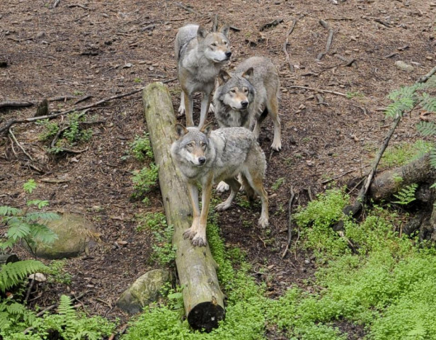 three wolves stand in a pen at the kolmarden wildlife park in norrkoping sweden june 18 2012 photo afp three wolves stand in a pen at the kolmarden wildlife park in norrkoping sweden june 18 2012 photo afp