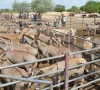 chinese firm flags export delays