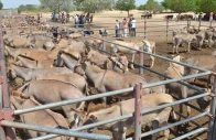 chinese firm flags export delays