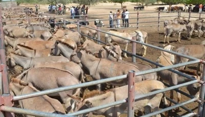 chinese firm flags export delays
