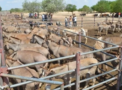chinese firm flags export delays