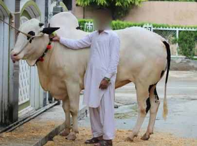 selfies with bulls become new trend selfies with bulls become new trend