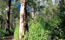 pine nuts can win bigger share