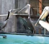 pelicans eyes stitched shut in smuggling bid pelicans eyes stitched shut in smuggling bid
