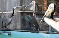 pelicans eyes stitched shut in smuggling bid