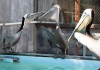 pelicans eyes stitched shut in smuggling bid