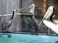 pelicans eyes stitched shut in smuggling bid