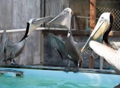 pelicans eyes stitched shut in smuggling bid pelicans eyes stitched shut in smuggling bid