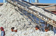 traders demand immediate reopening of cotton market