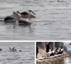 four pelicans released at haleji lake