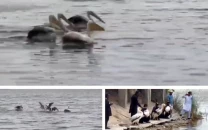 four pelicans released at haleji lake