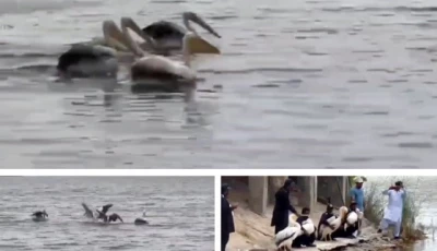 four pelicans released at haleji lake