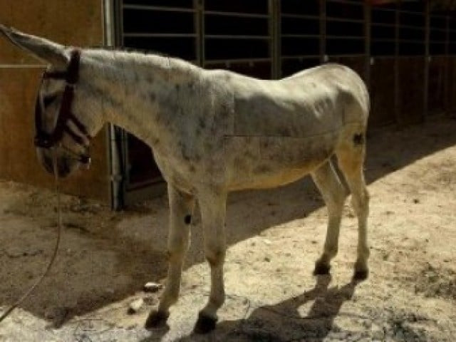 owner cuts off his donkey s legs organs owner cuts off his donkey s legs organs