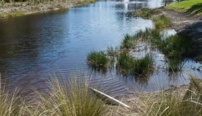 dengue breeding grounds uncovered