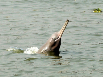 eco unfriendly only 918 indus dolphins left