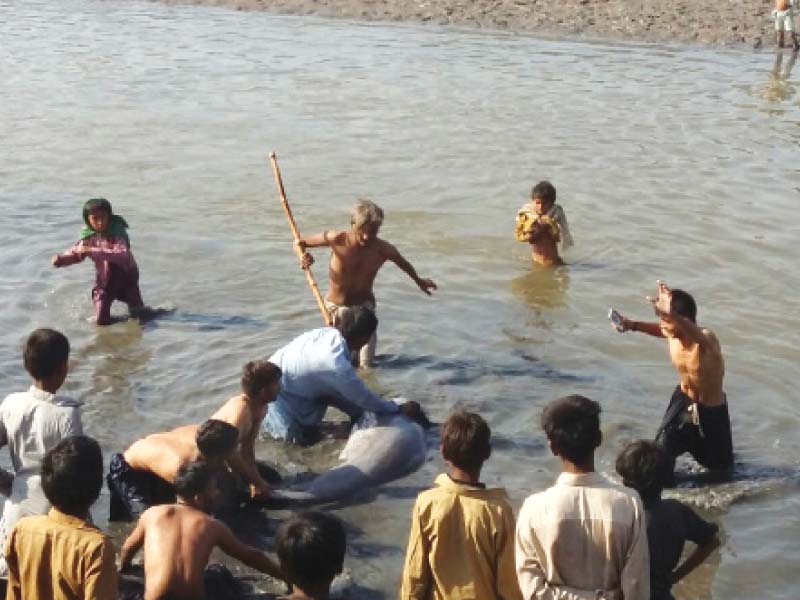 the two indo pacific humpback dolphins have reportedly been in the creek for three weeks photo courtesy jahangir marri