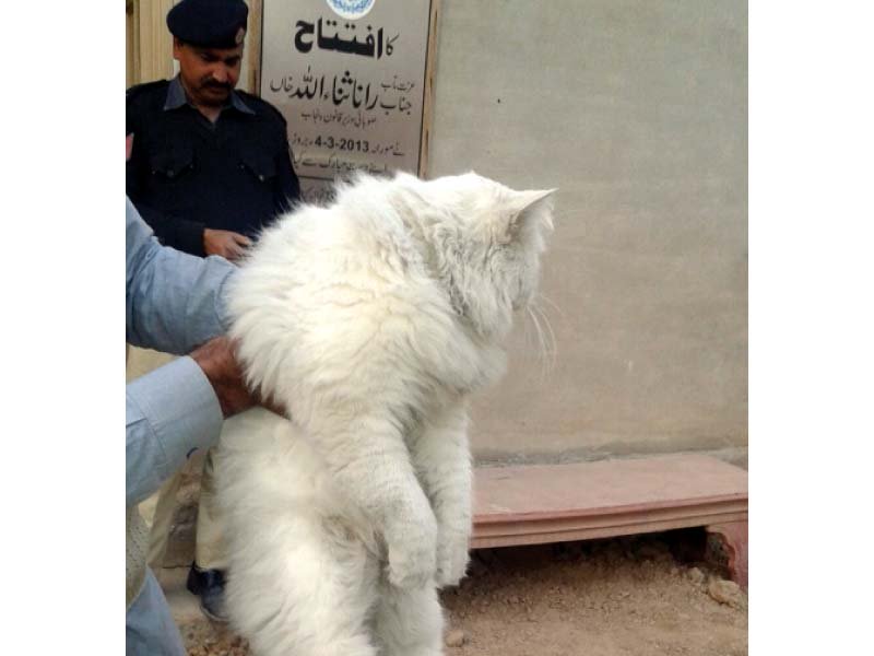 the cat cops found in sir syed ahmed town photo assadullah express