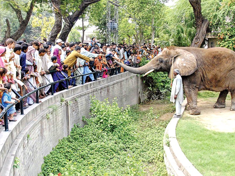 the chief minister has recently constituted a committee to improve facilities at city s zoological gardens photo tariq hasan abid nawaz and shahbaz malik express