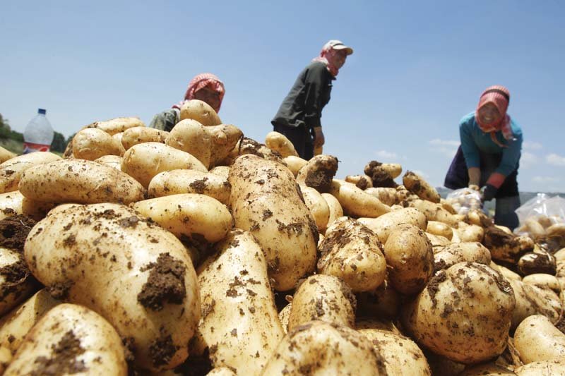 while the fresh crop of potatoes is being prepared for harvest certain middlemen are spreading false news that the government has imposed duty on the export of potatoes photo file