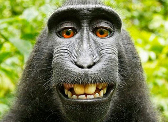 indonesian simian shot to fame last year after a photographer published pictures taken by the monkey with his camera photo dw com